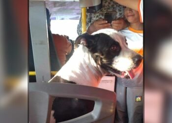 Sorprende perro a usuarios de transporte público