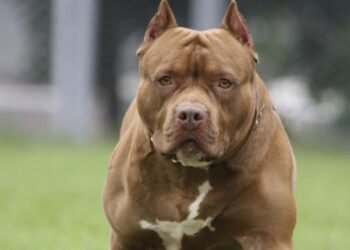 Perros pitbull atacan a anciana cuando regaba su jardín en Yucatán