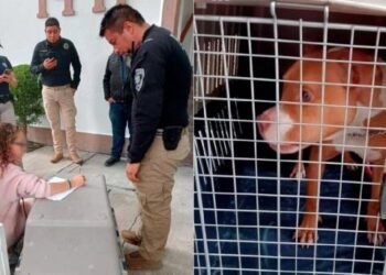 Brigadistas rescatan a dos perros pitbull que eran golpeados brutalmente