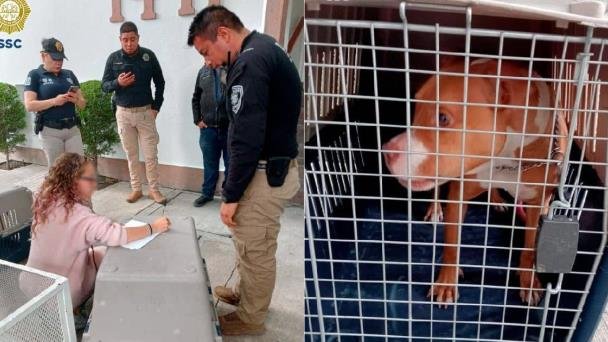 Brigadistas rescatan a dos perros pitbull que eran golpeados brutalmente Brigadistas rescatan a dos perros pitbull que eran golpeados brutalmente