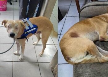 Rirry se recupera y encuentra un nuevo hogar tras perder los ojos