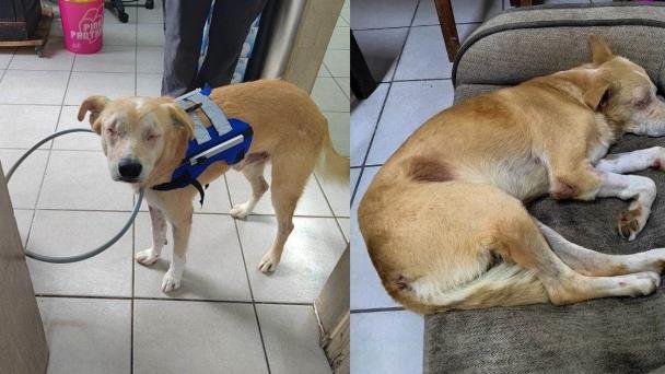 Rirry se recupera y encuentra un nuevo hogar tras perder los ojos Rirry se recupera y encuentra un nuevo hogar tras perder los ojos