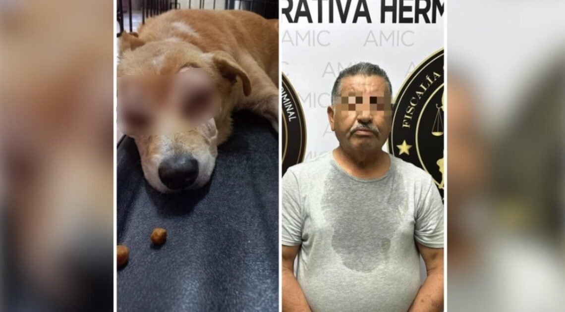 Elementos de AMIC capturan a Joel “N” por sacarle los ojos a un perro en el Centro de Hermosillo