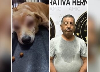 Elementos de AMIC capturan a Joel “N” por sacarle los ojos a un perro en el Centro de Hermosillo