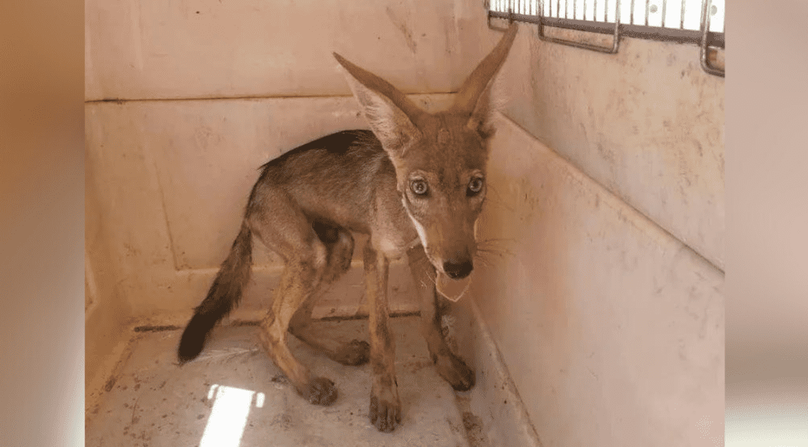 Piden apoyo para continuar rescate de animalitos