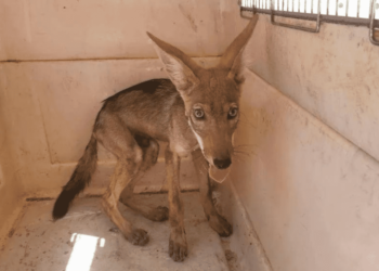 Piden apoyo para continuar rescate de animalitos