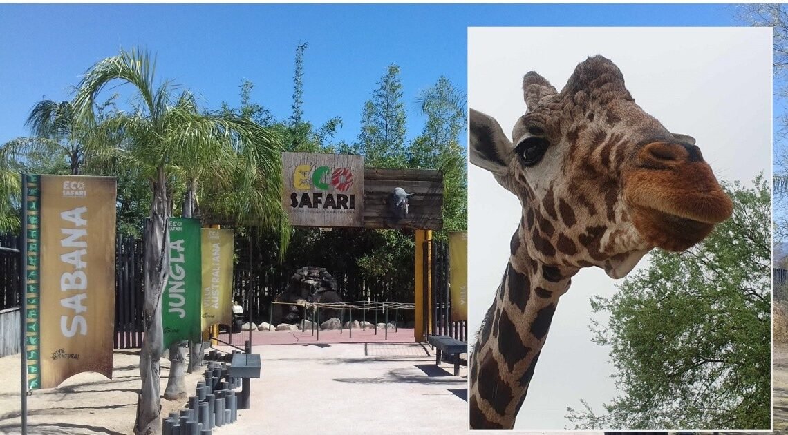 “Pancho” La jirafa se retira del Eco-safari del Centro Ecológico de Sonora “Pancho” La jirafa se retira del Eco-safari del Centro Ecológico de Sonora