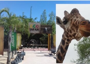 “Pancho” La jirafa se retira del Eco-safari del Centro Ecológico de Sonora