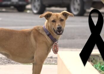 Fallece la perrita “Pancha” fiel mascota de los Bomberos de Hermosillo