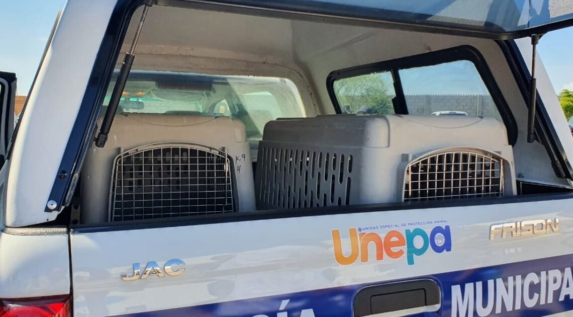 Acusan a hombre de ahogar a perro en Bahía de Kino; fue captado en video Acusan a hombre de ahogar a perro en Bahía de Kino; fue captado en video