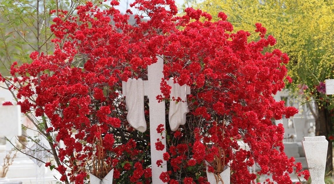 Limpieza en los panteones de Hermosillo va al 90% a vísperas del día de Muertos