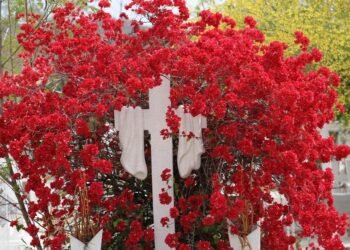 Limpieza en los panteones de Hermosillo va al 90% a vísperas del día de Muertos
