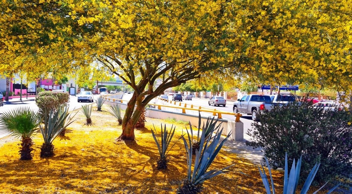 Regalarán árboles de palo verde y mezquites en el Parque La Ruina este sábado
