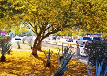 Regalarán árboles de palo verde y mezquites en el Parque La Ruina este sábado