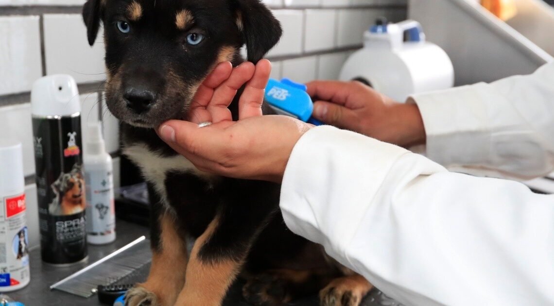 Mañana habrá jornada de salud para mascotas en la Nuevo Hermosillo Mañana habrá jornada de salud para mascotas en la Nuevo Hermosillo