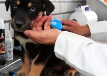 Mañana habrá jornada de salud para mascotas en la Nuevo Hermosillo