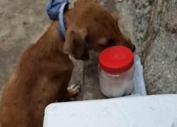 Investigadores internacionales brindarán información sobre rickettsia en Sonora