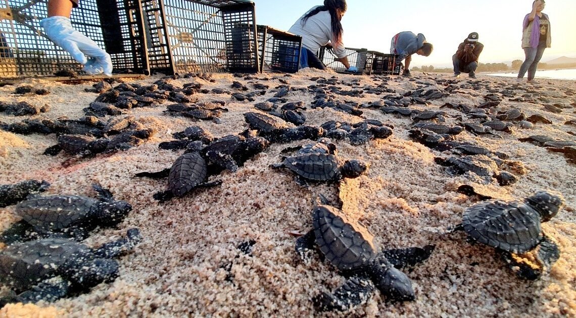 Realizarán el Festival de la Tortuga Marina en Desemboque de los Seris