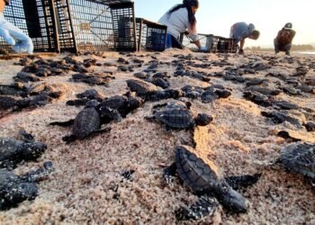 Realizarán el Festival de la Tortuga Marina en Desemboque de los Seris
