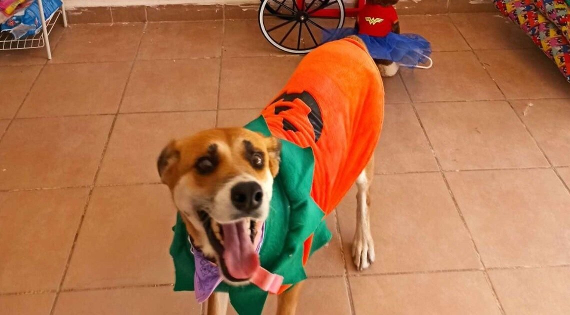 Caborca: Tendrán mascotas pasarela de disfraces “de terror” en bazar con causa