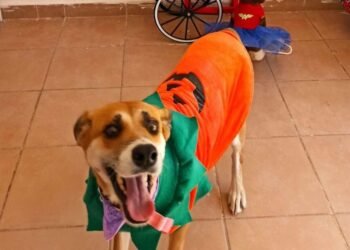 Caborca: Tendrán mascotas pasarela de disfraces “de terror” en bazar con causa