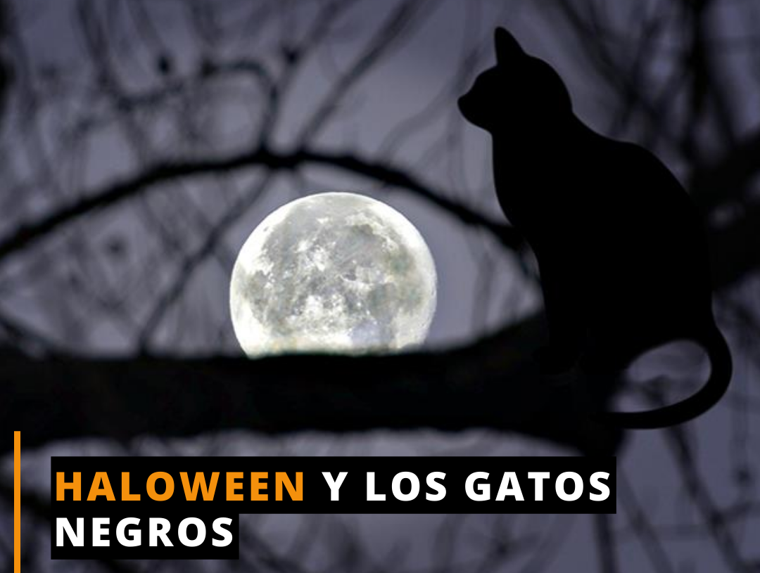 Los gatos negros sufren violencia la noche del 31 de octubre