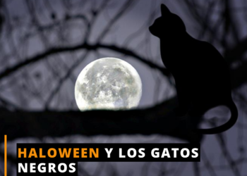 Los gatos negros sufren violencia la noche del 31 de octubre