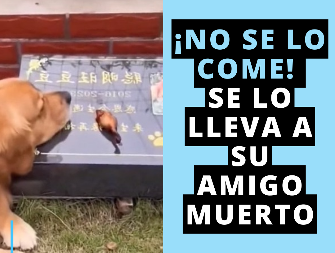 Perros que comunican sin hablar