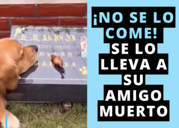 Perros que comunican sin hablar