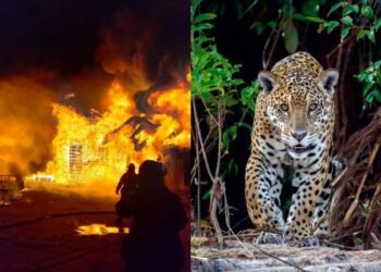 Tragedia en el Santuario del Jaguar: Fuego y Saqueo Devastadores