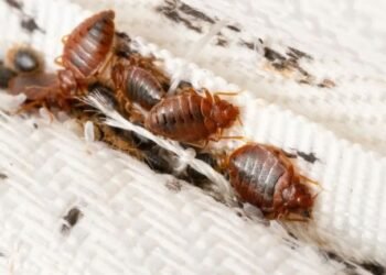 5 Medidas Cruciales para Prevenir una Plaga de Chinches en tu Hogar