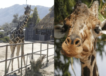 Centro Ecológico de Sonora jubilará a ‘Pancho’, jirafa del Eco Safari