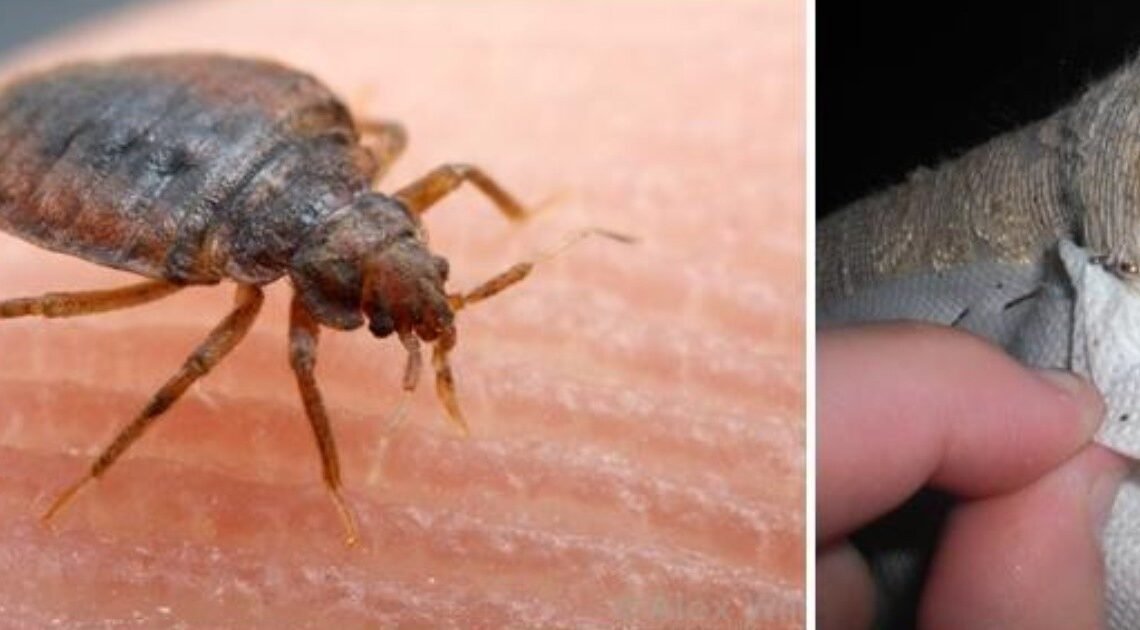 Se realizan acciones preventivas contra chinches: Bazares y segundas de Hermosillo