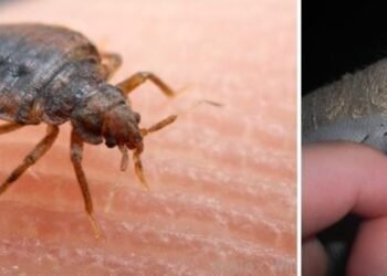 Se realizan acciones preventivas contra chinches: Bazares y segundas de Hermosillo