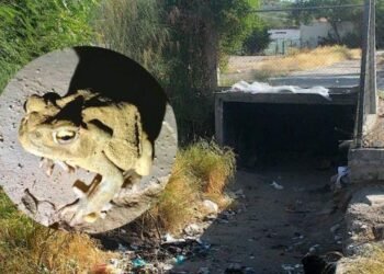 El origen de la leyenda del ‘sapo toro’ en Hermosillo
