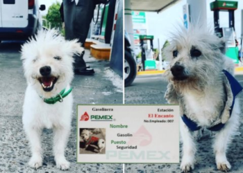 Muere Gasolín, perrito ‘empleado’ de gasolinera en BC; piden justicia