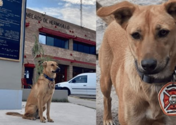 La imprudencia de un conductor acabó con la vida de la mascota de Bomberos