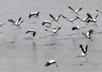 Presa Abelardo L. Rodríguez, santuario de aves migratorias