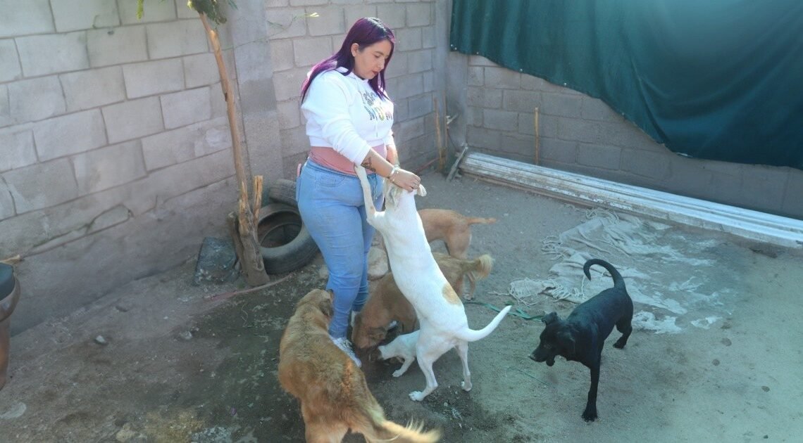 Brinda hogar a perros enfermos y callejeros: amigos de cuatro patas | Noticias de México