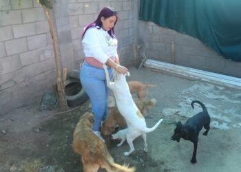 Brinda hogar a perros enfermos y callejeros: amigos de cuatro patas | Noticias de México