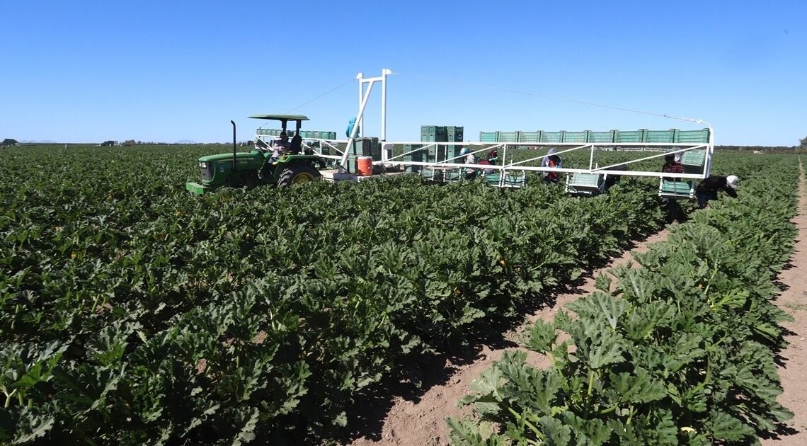 Sonora, en primer lugar por superficie sembrada en el País
