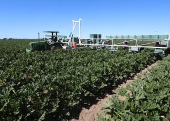Sonora, en primer lugar por superficie sembrada en el País
