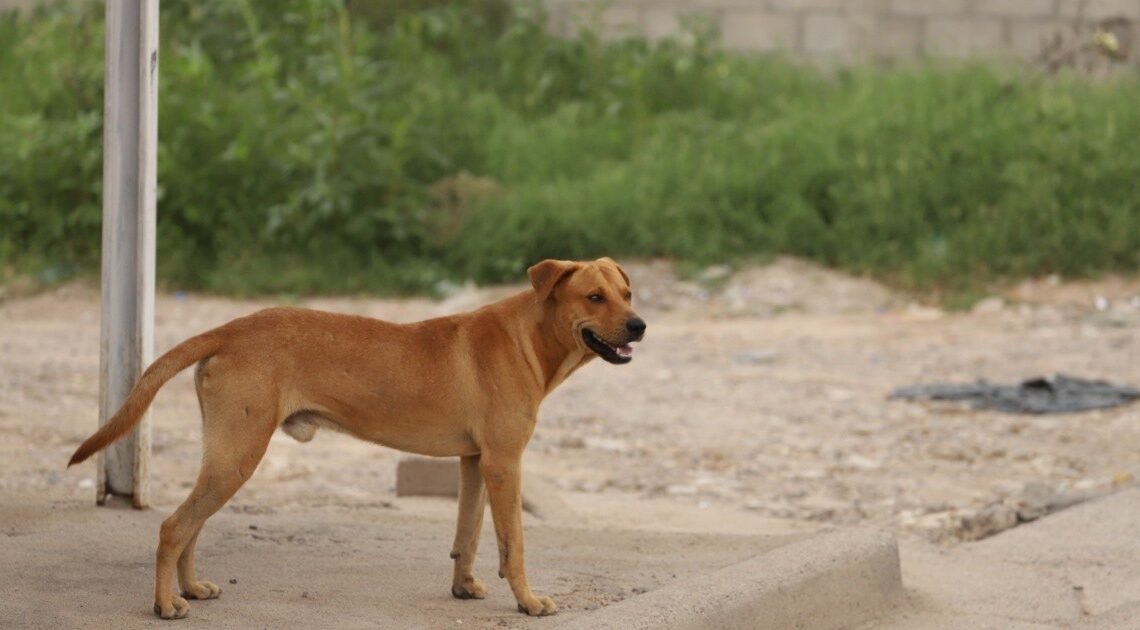 Muerde perro bravo a niño de 6 años
