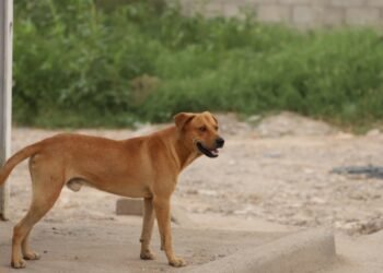 Muerde perro bravo a niño de 6 años
