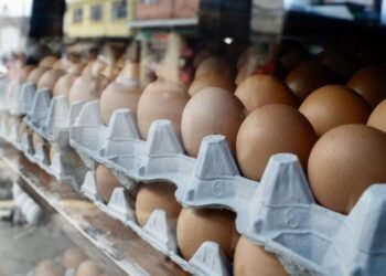 Precio del huevo se mantiene en Sonora a pesar de que se reporta baja producción 