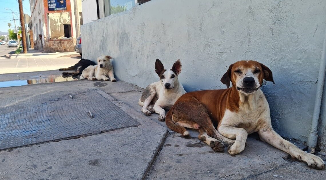 Hermosillo: Misión 4 patas Realizará jornada de esterilización el domingo