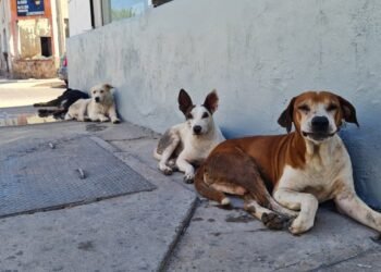 Hermosillo: Misión 4 patas Realizará jornada de esterilización el domingo