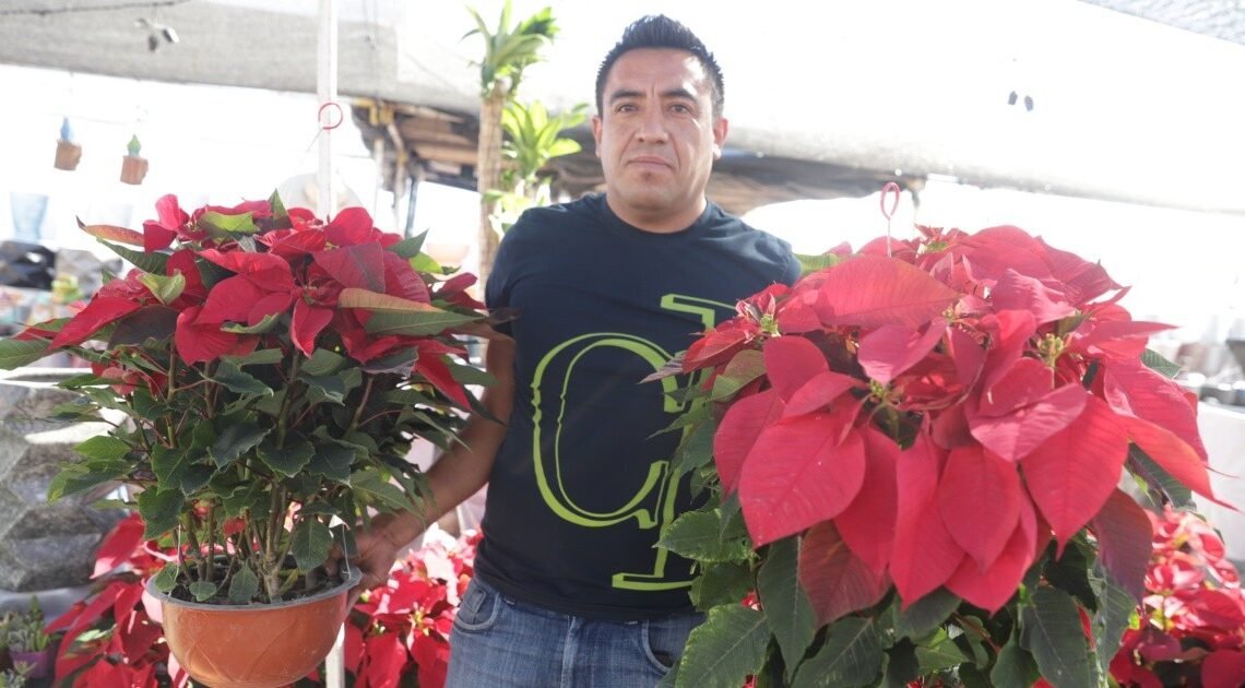 Hermosillo, un buen comprador de la flor de Nochebuena: Floricultor Hermosillo, un buen comprador de la flor de Nochebuena: Floricultor
