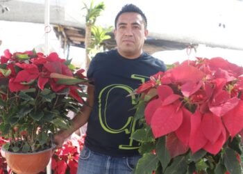 Hermosillo, un buen comprador de la flor de Nochebuena: Floricultor