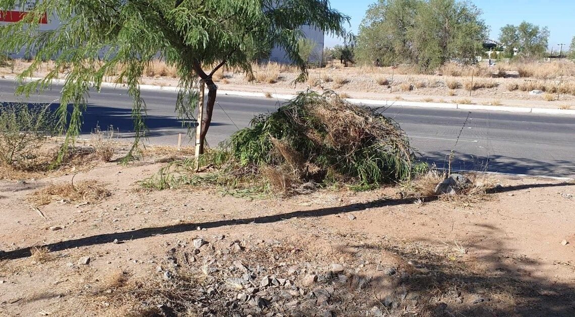 Más de 2 bolsas de basura fueron retiradas del Camellón Botánico del Desierto